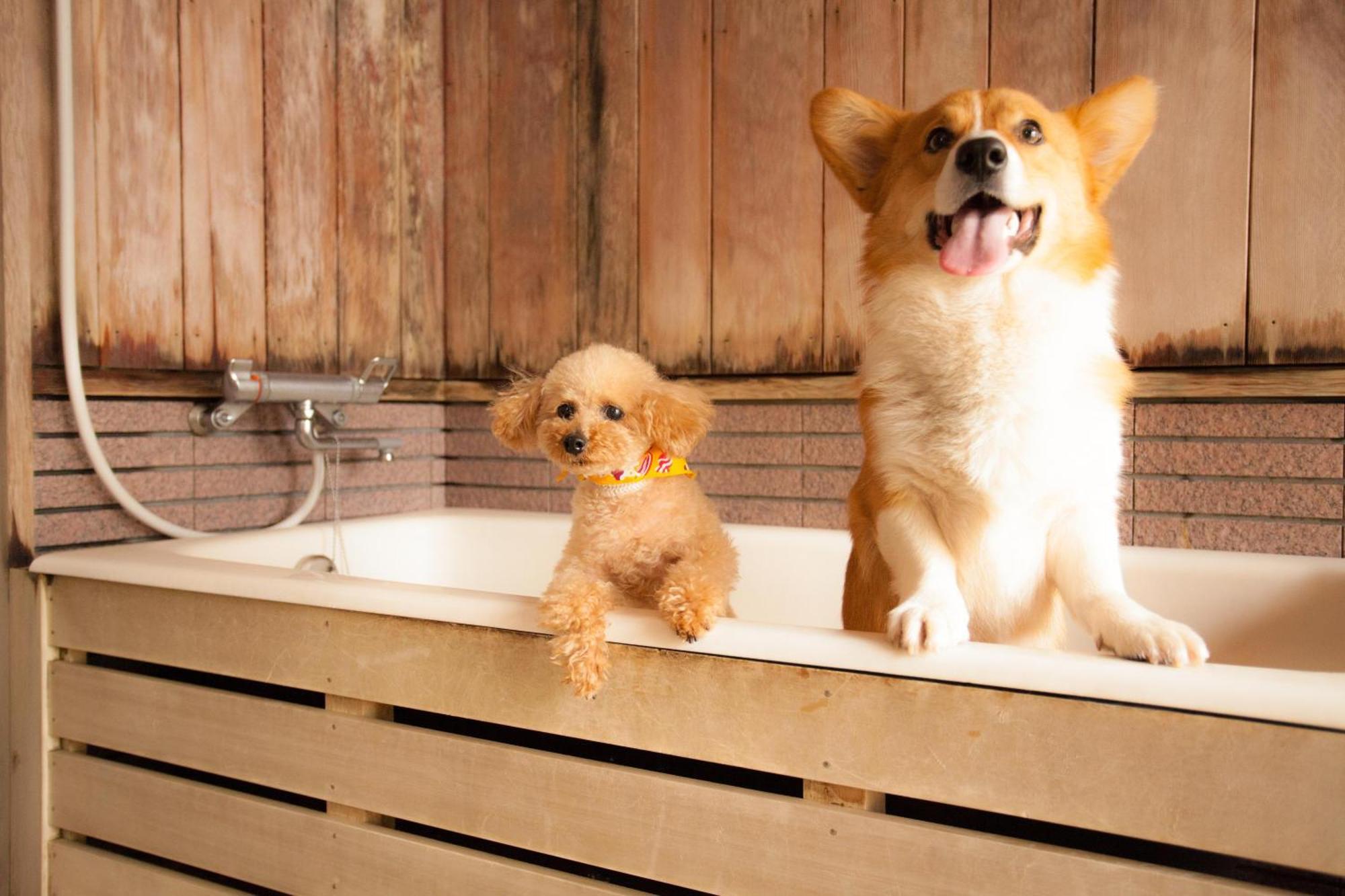 Izumigo Takayama Dog Paradise Hotel Екстер'єр фото
